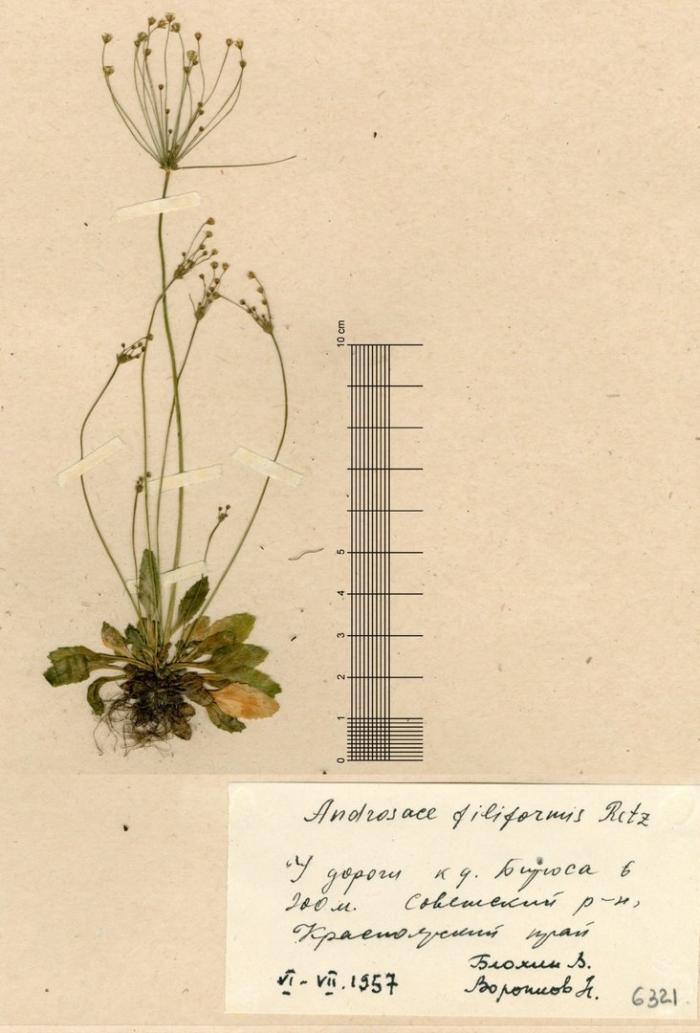 Ситняг болотный гербарий