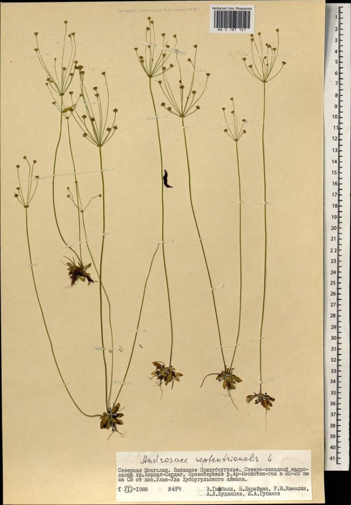 Проломник северный