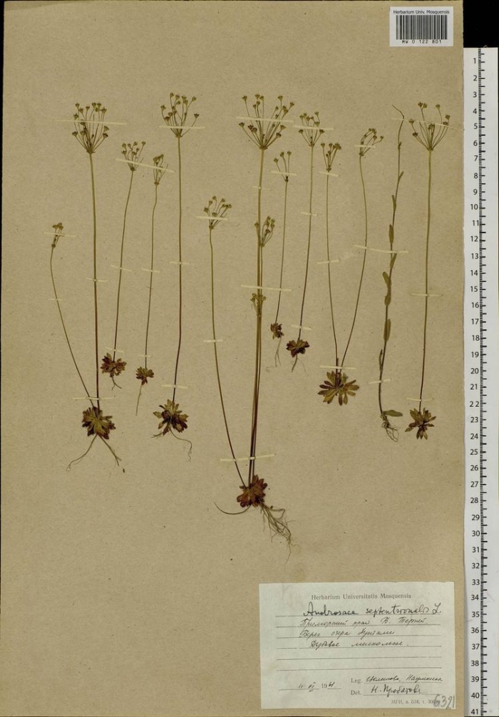 Проломник северный