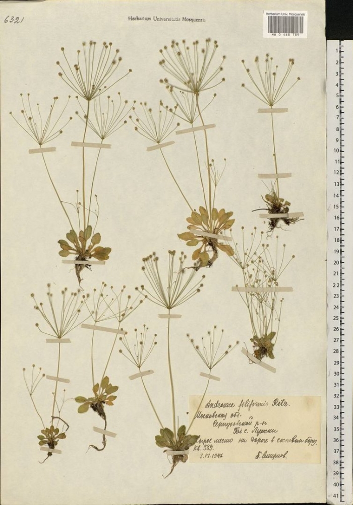 Проломник нитевидный androsace filiformis