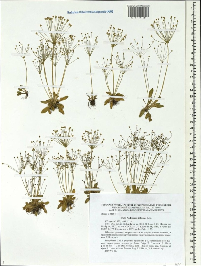 Проломник нитевидный androsace filiformis