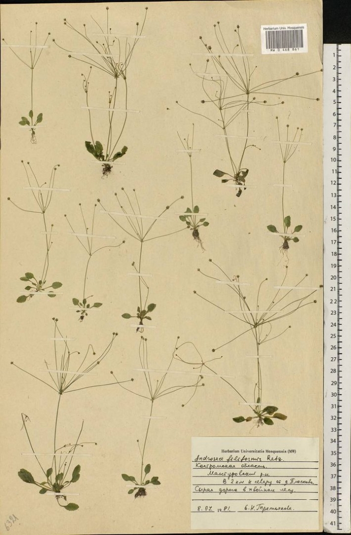 Проломник нитевидный androsace filiformis