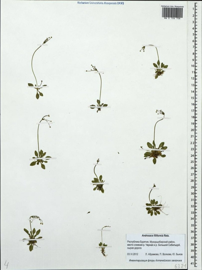 Белозор болотный (parnassia palustris)