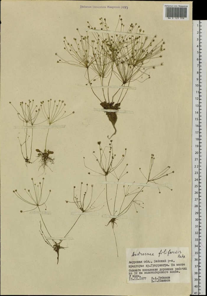 Проломник северный гербарий