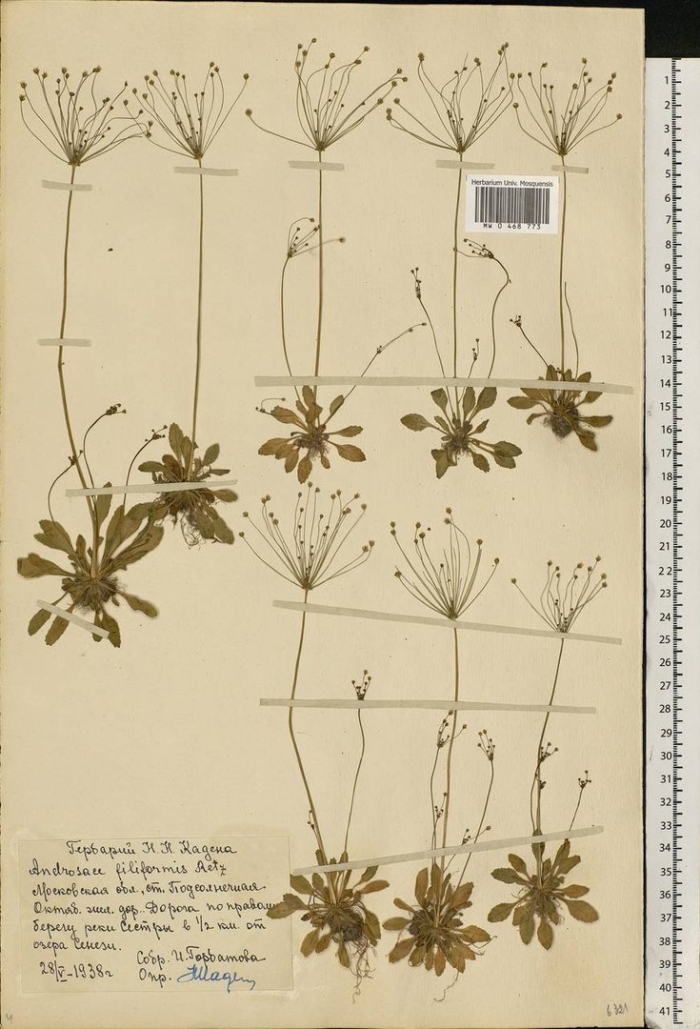 Проломник нитевидный androsace filiformis