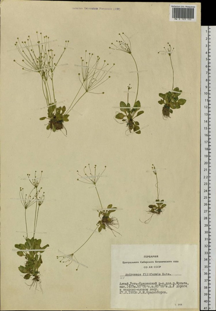 Androsace filiformis