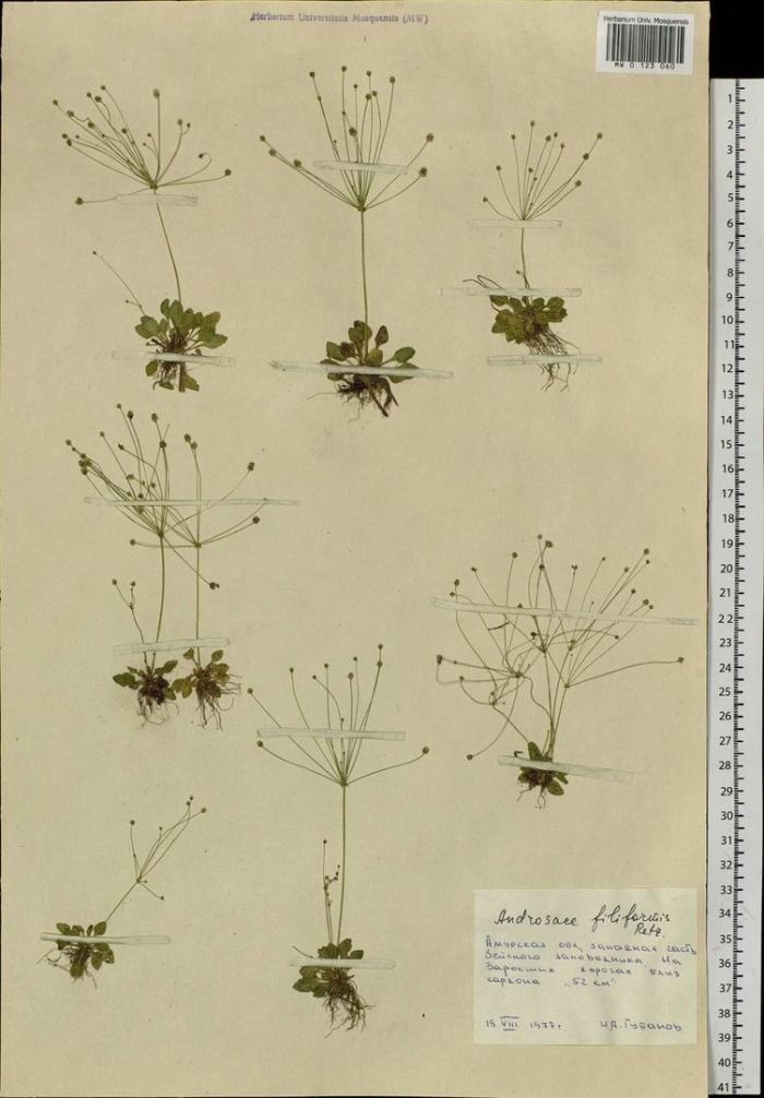 Проломник северный трава