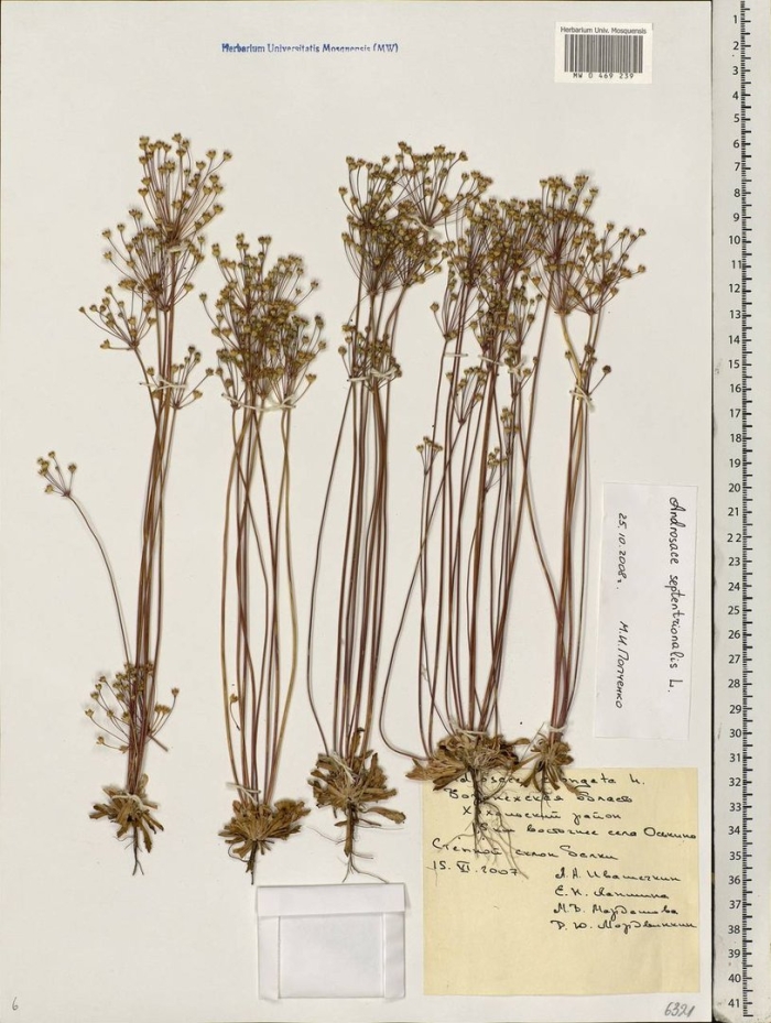 Володушка мартьянова bupleurum martjanovii