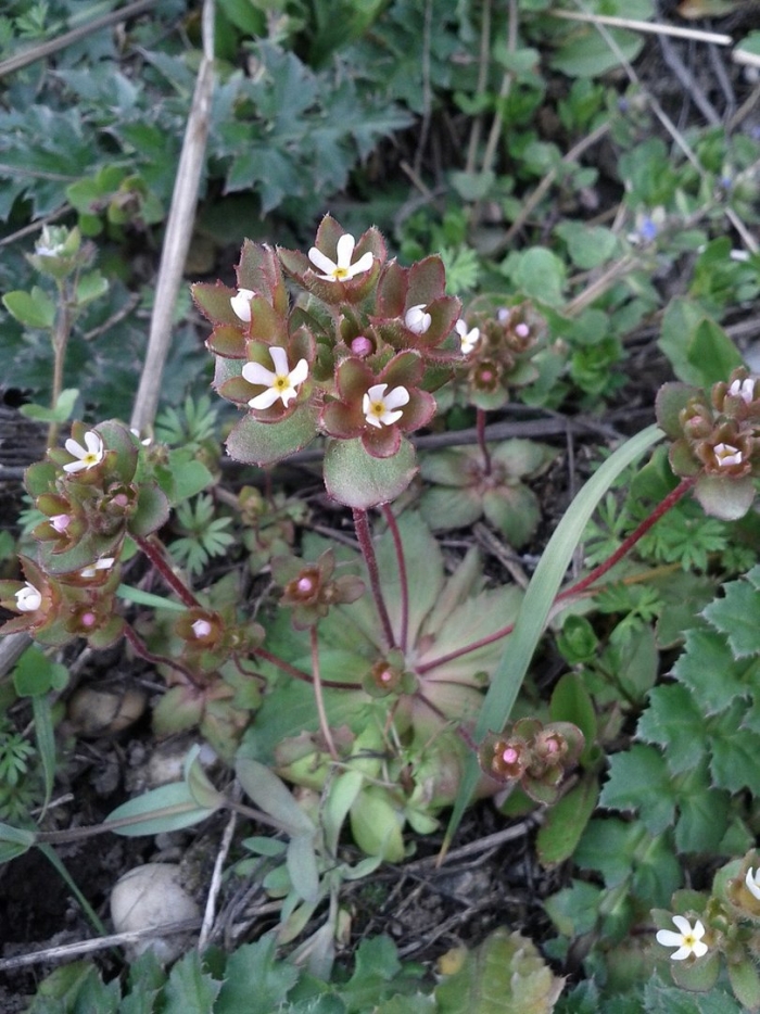 Проломник турчанинова