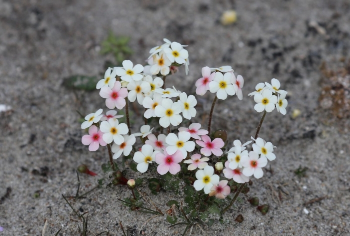 Проломник козо полянского