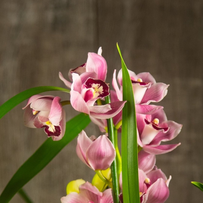 Цимбидиум орхидея