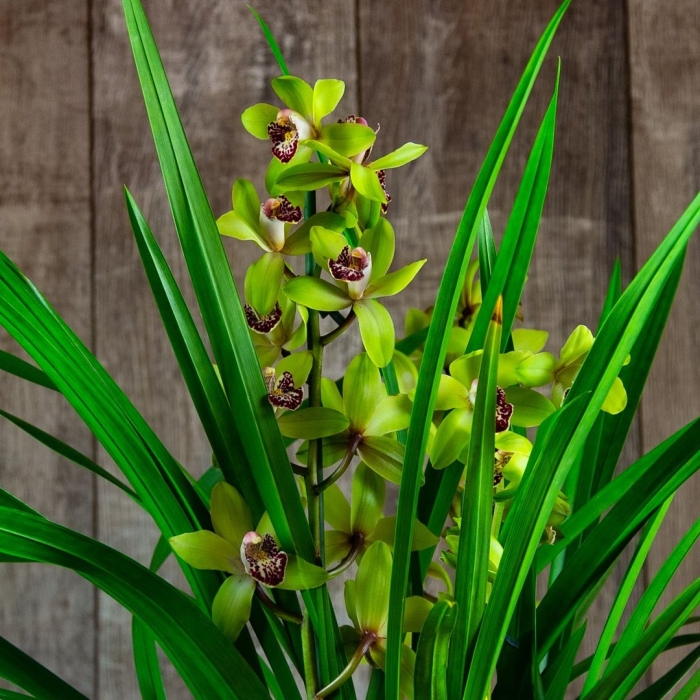 Орхидея цимбидиум зеленая