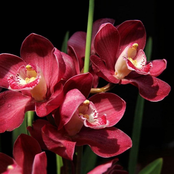 Cymbidium tracyanum