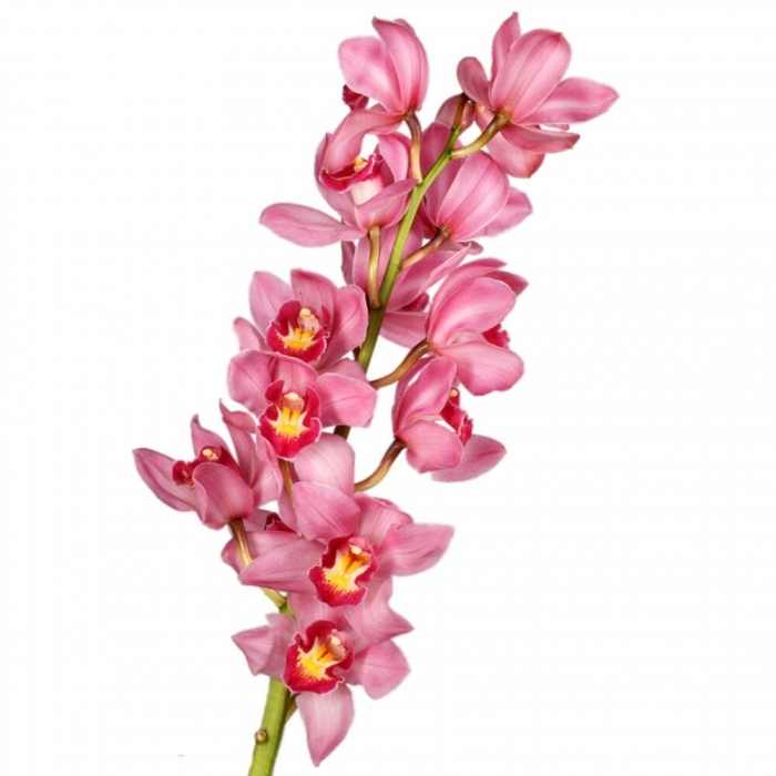 Орхидея цимбидиум розовая