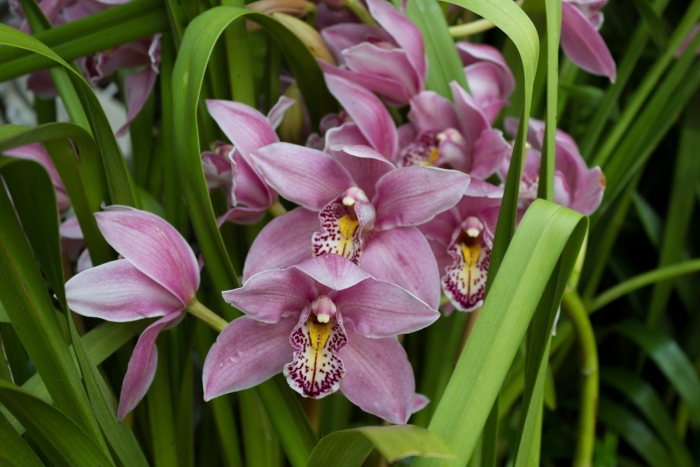 Орхидея cymbidium