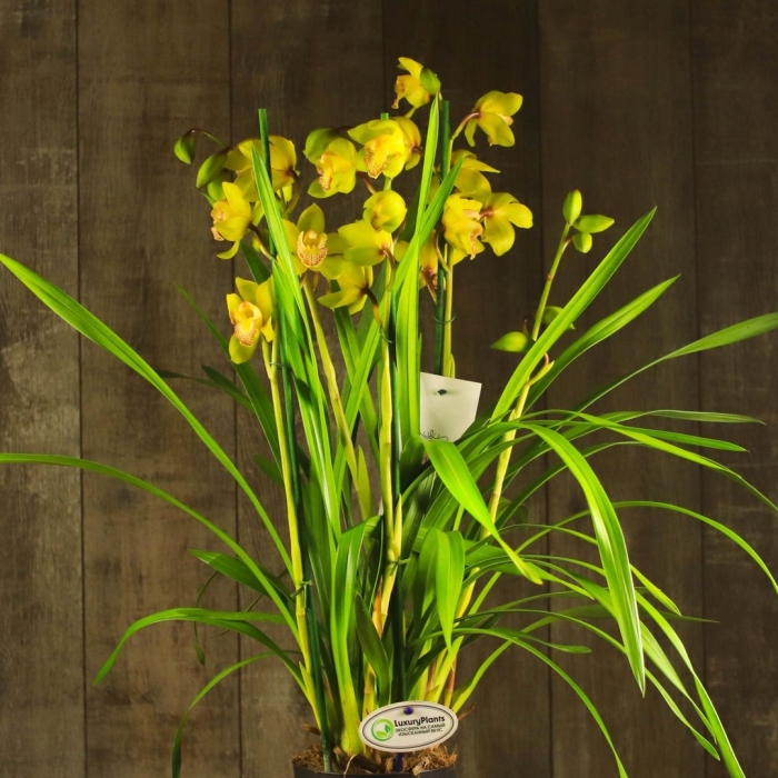 Орхидея цимбидиум желтая