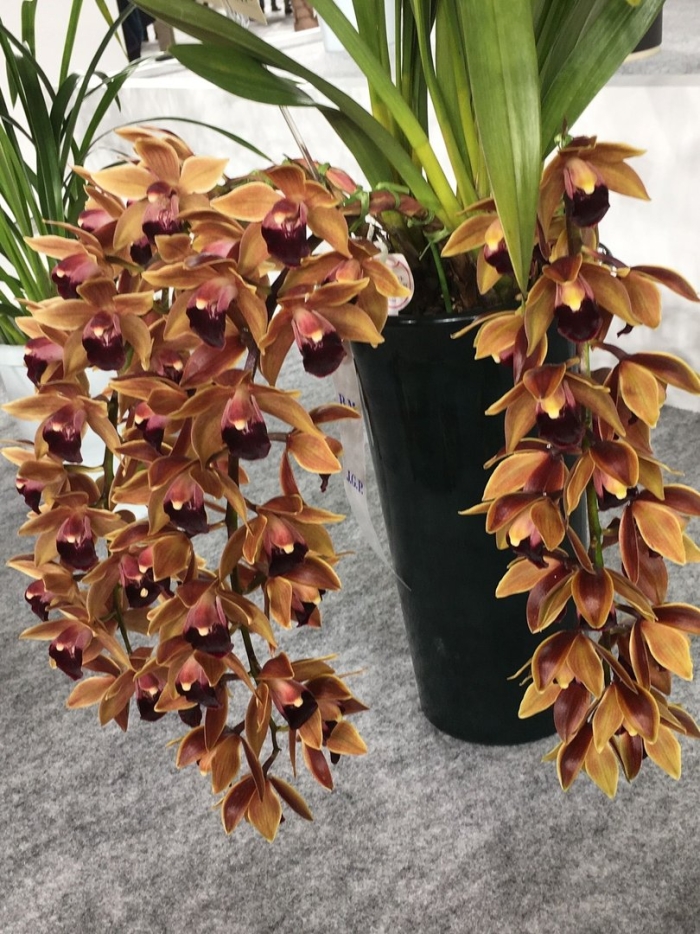 Каскадный цимбидиум райская птичка