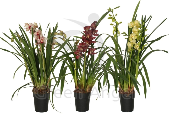 Цимбидиум микс