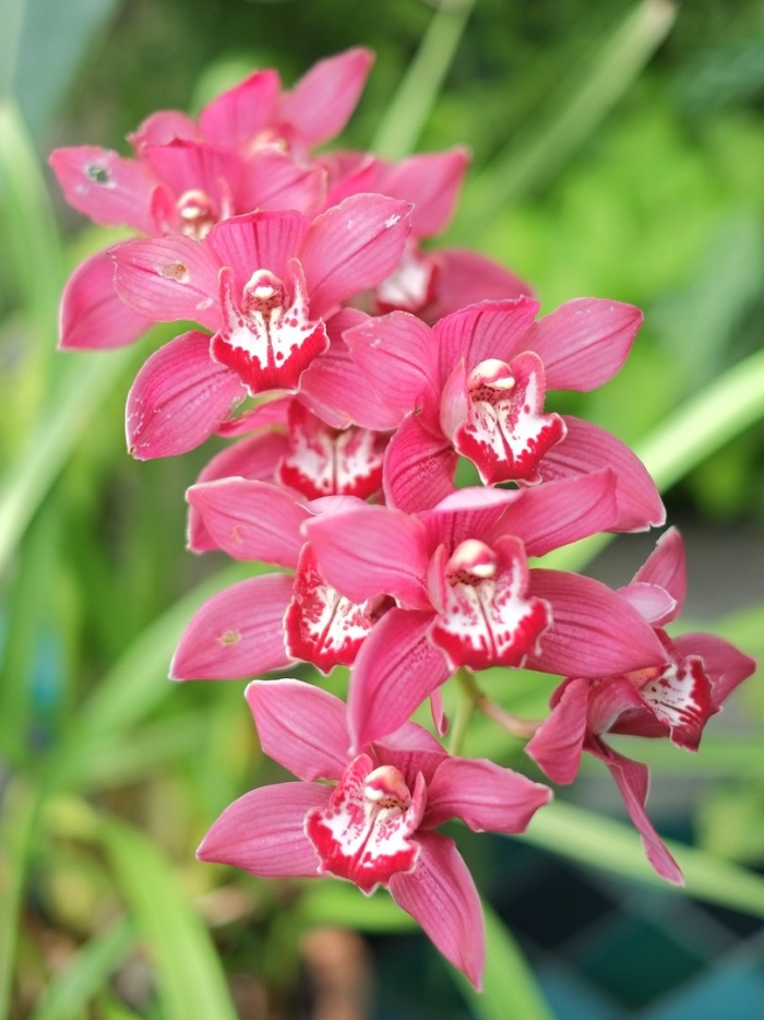 Орхидеи цимбидиум