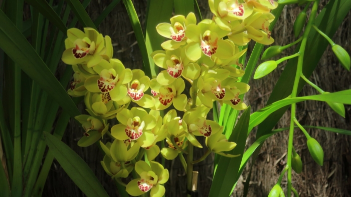 Орхидея цимбидиум фисташковая