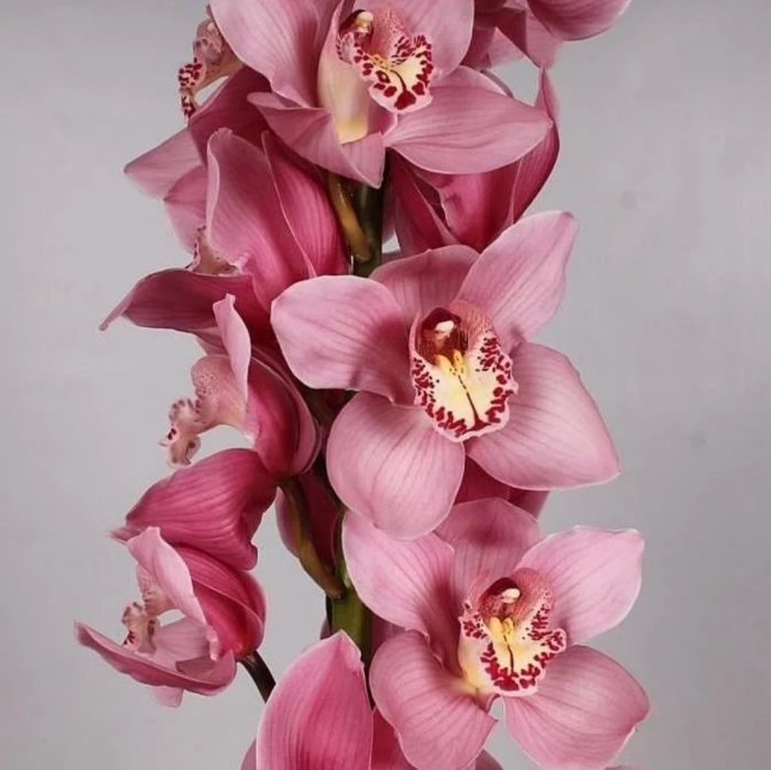 Цимбидиум орхидея