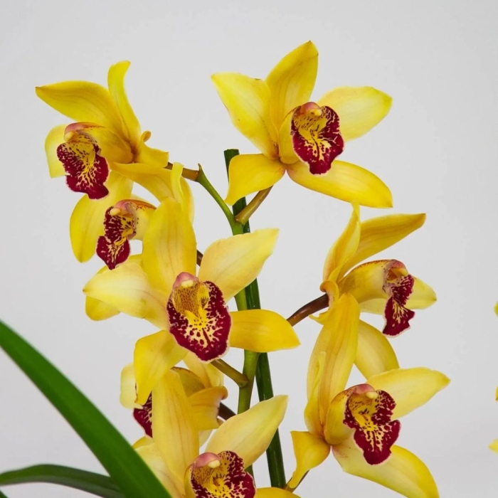 Цимбидиум жёлтый