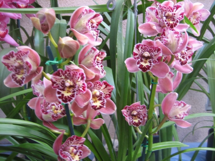 Цимбидиум браун