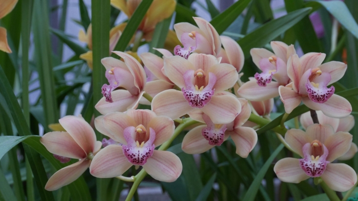 Орхидея цимбидиум цветок