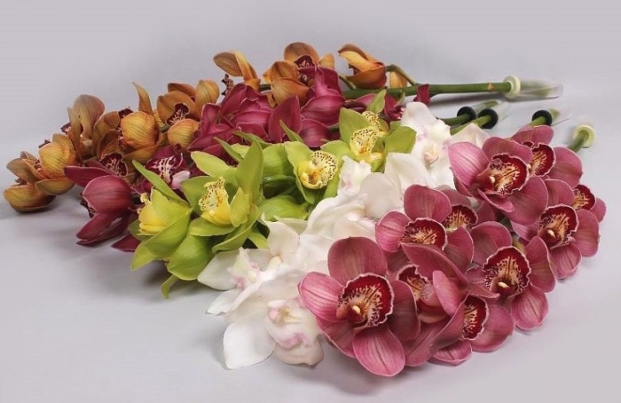 Цимбидиум микс