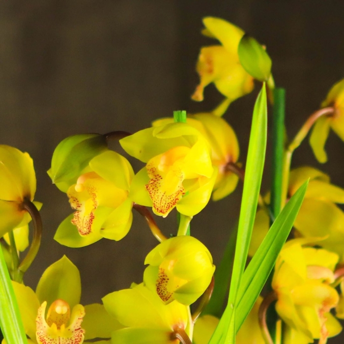 Цимбидиум sunshine falls