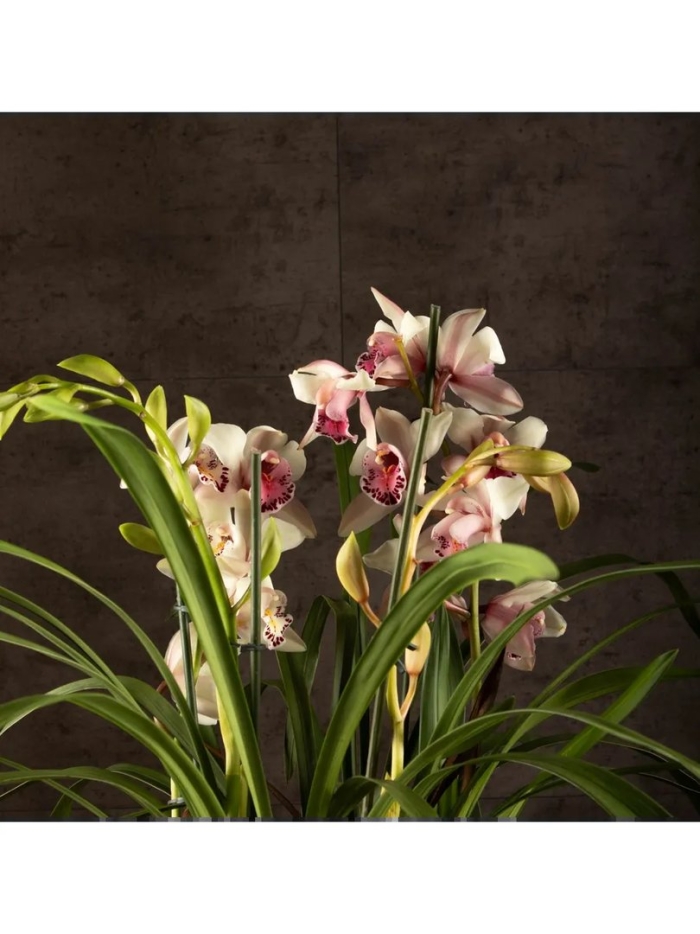 Орхидеи цимбидиум