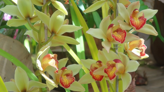 Cymbidium cultivar