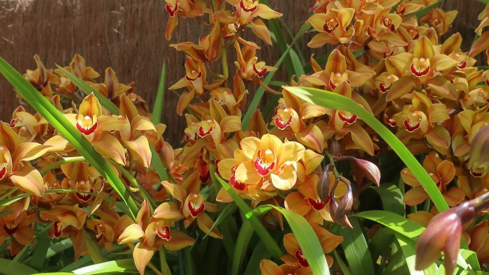 Орхидея дендробиум цимбидиум