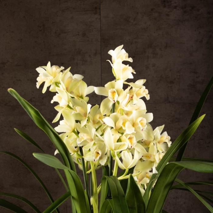 Орхидея цимбидиум белая