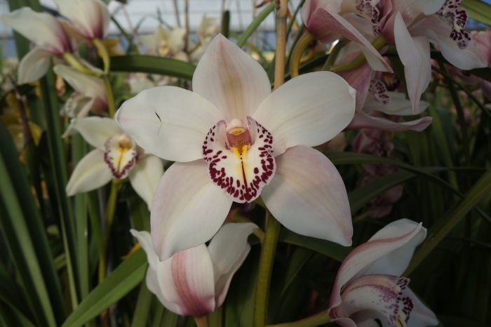 Цимбидиум айс каскад