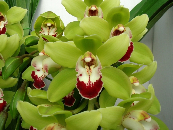 Орхидея цимбидиум зеленая