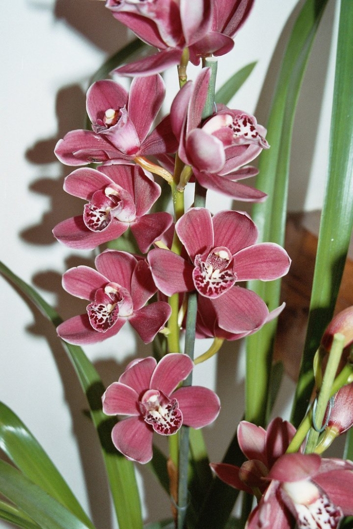 Цимбидиум орхидея