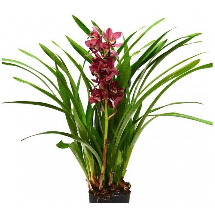 Цимбидиум в горшке