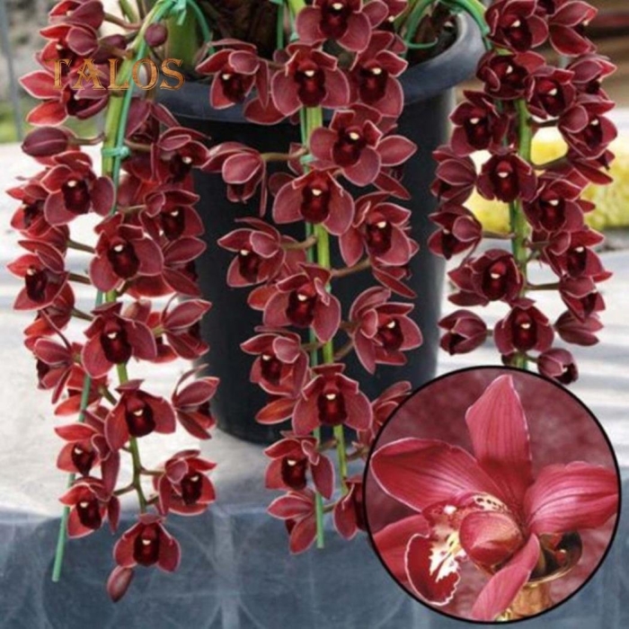 Цимбидиум ампельный