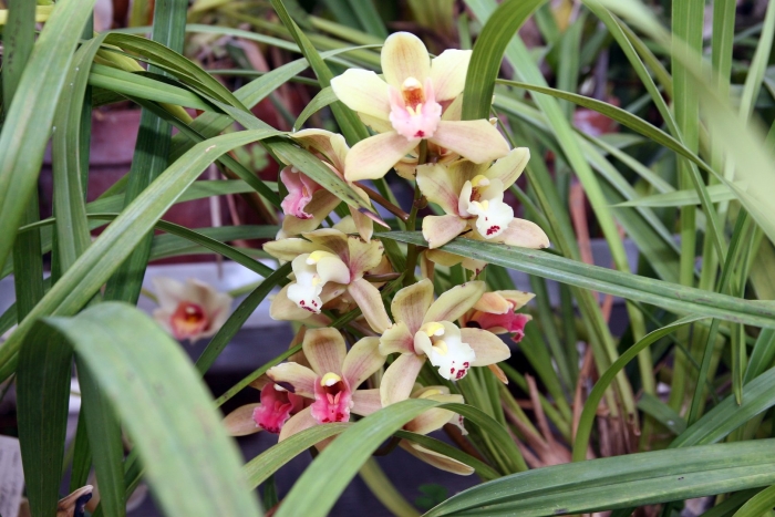 Cymbidium floribundum