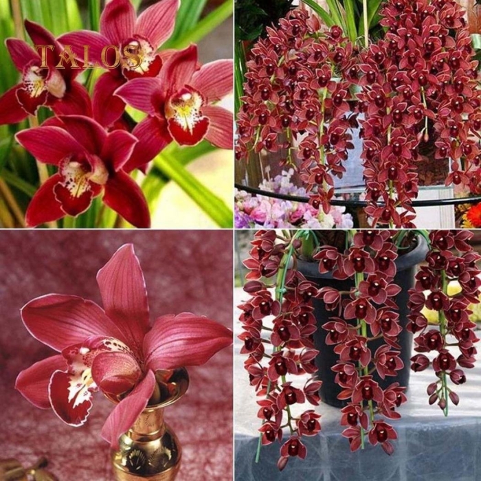 Королевская орхидея цимбидиум