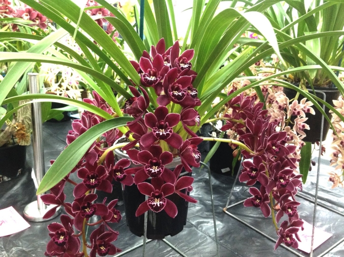 Цимбидиум кали найт