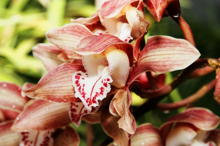 Цимбидиум моника