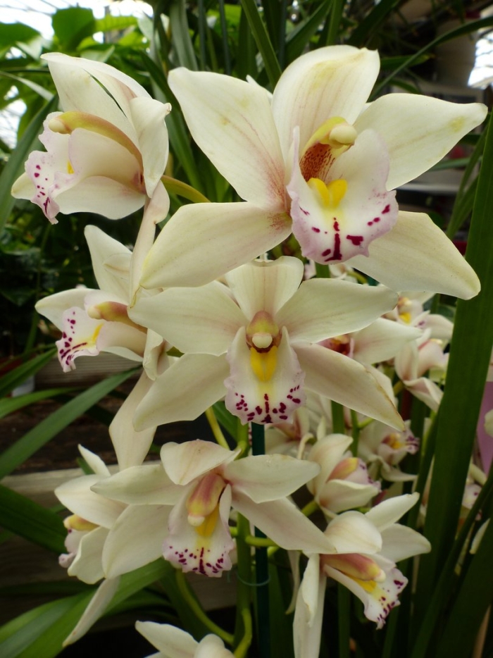 Цимбидиум орхидея