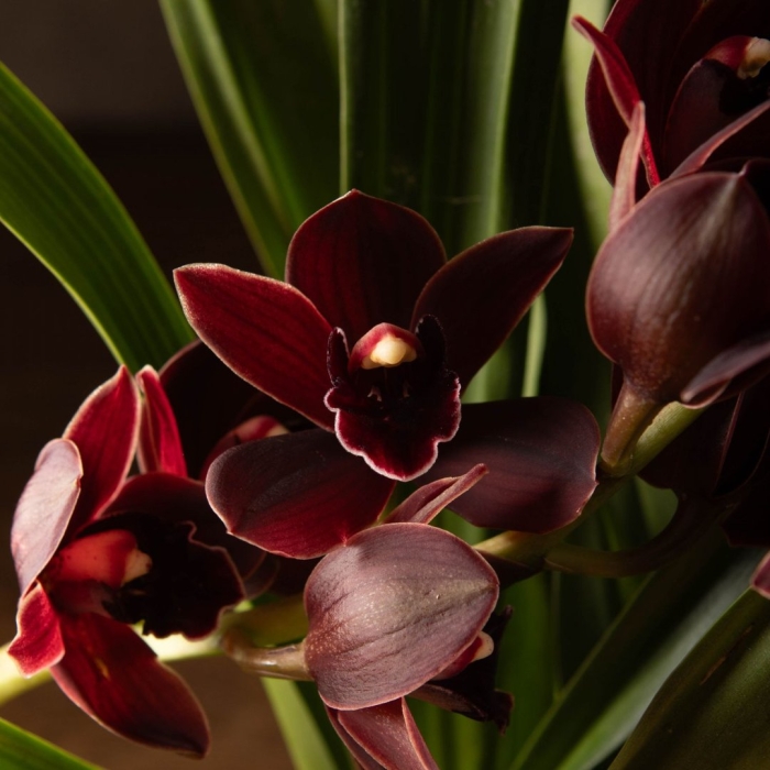 Цимбидиум миднайт