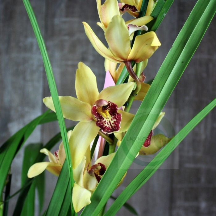 Цветок цимбидиум