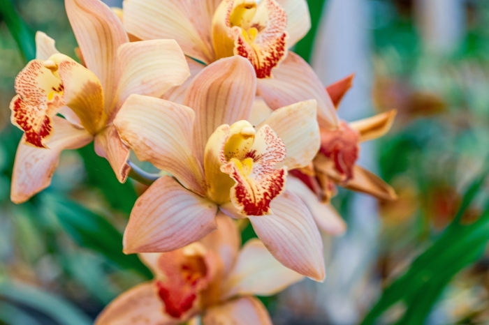 Орхидея цимбидиум оранжевая