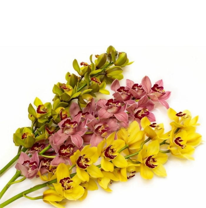 Лимонная орхидея цимбидиум