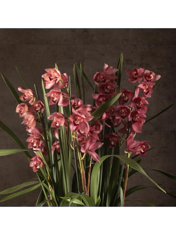 Орхидея цимбидиум микс