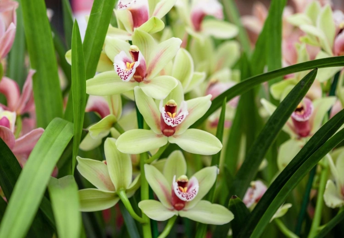 Цимбидиум цветок